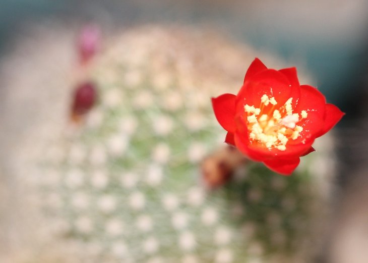 Rebutia sp.