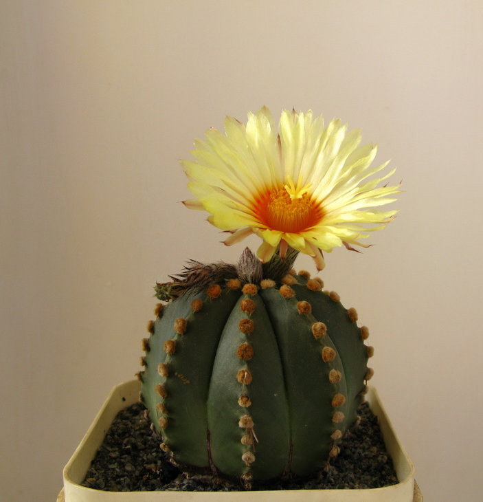 Гибридный Astrophytum.jpg