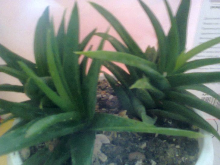 Aloe.jpg