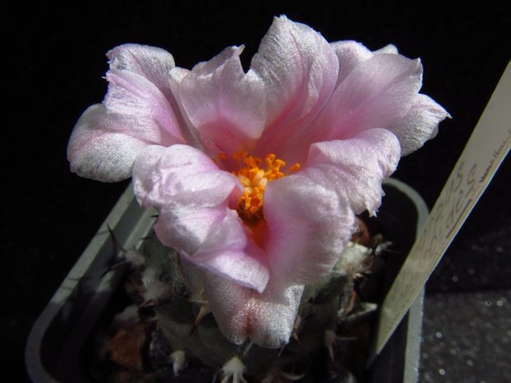 Turbinicarpus lophophoroides