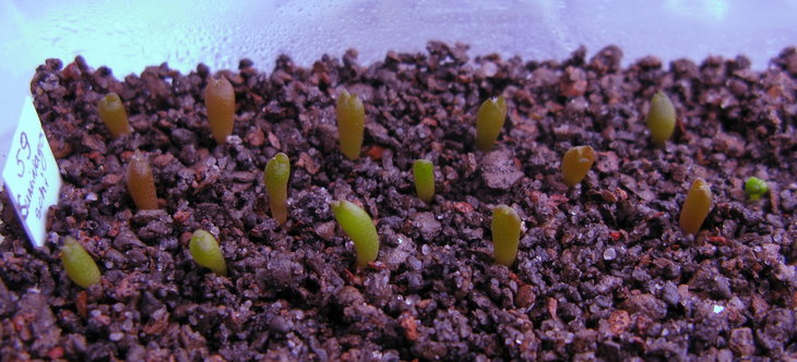 A.miriostigma cv.Suminagaschi.jpg