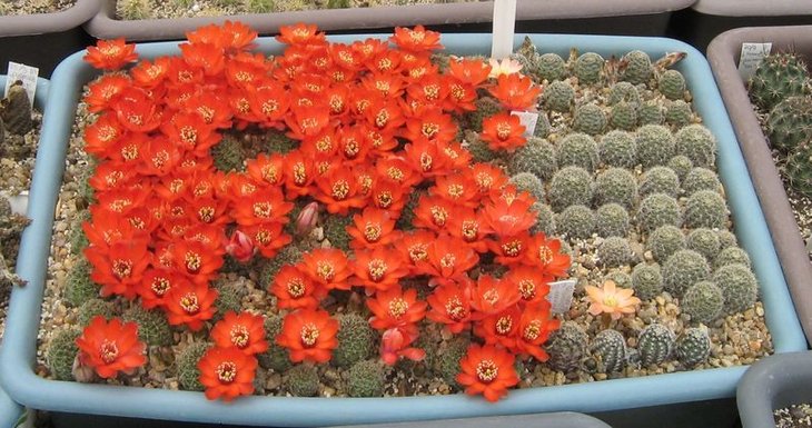 Lobivia atrovirens