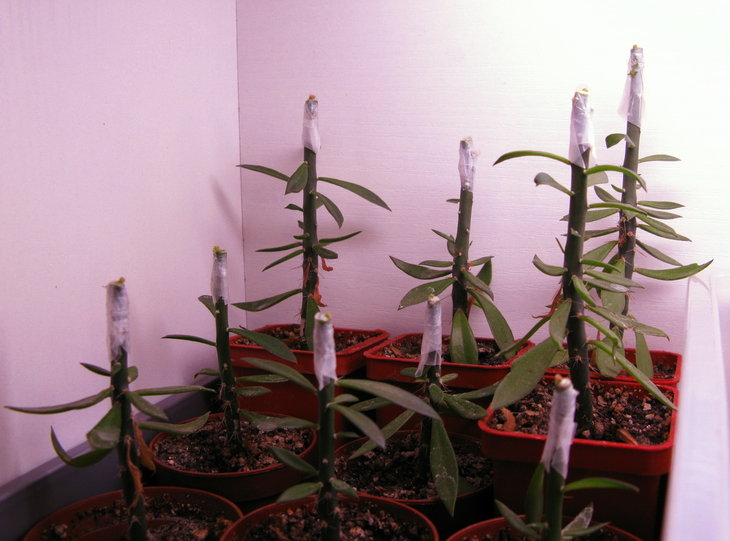 Strombocactus corregidorae RUS-333 прививка на перескиопсис.jpg