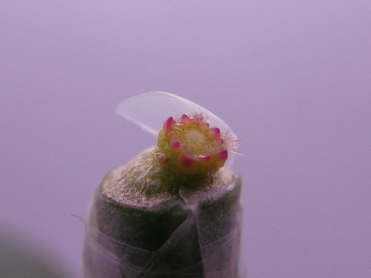 Strombocactus corregidorae RUS-333.jpg