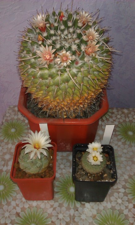 Strombocactus disciformis, Strombocactus jarmilae, Mammillaria magnimamma
