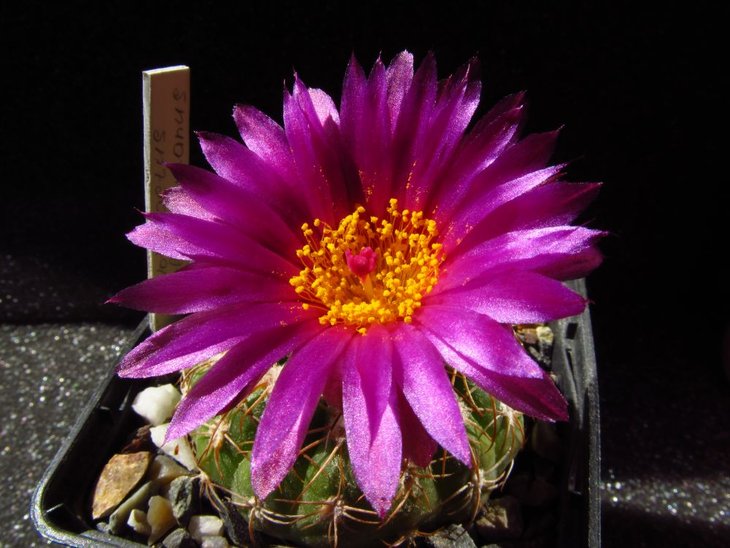 Notocactus uebelmannianus