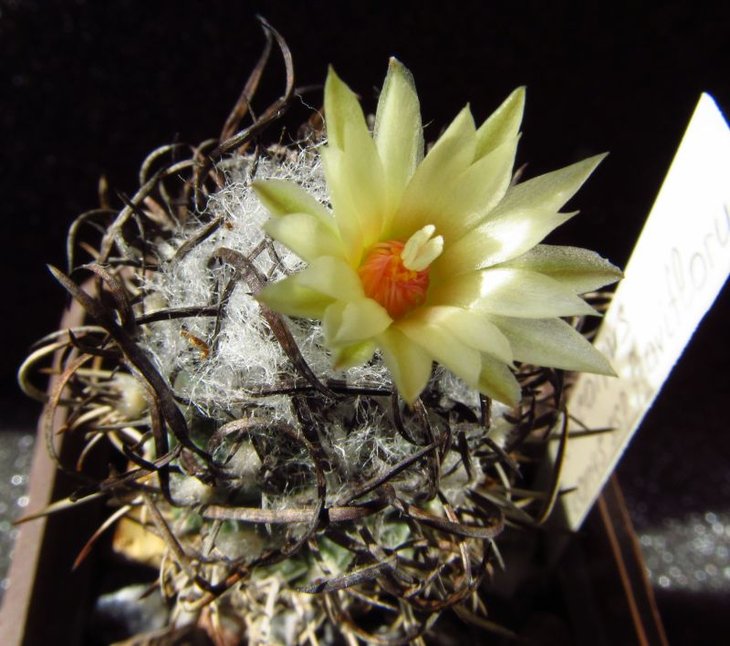 Turbinicarpus flaviflorus