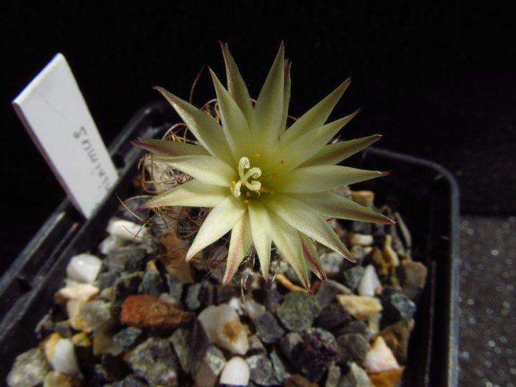 Turbinicarpus krainzianus v.minimus