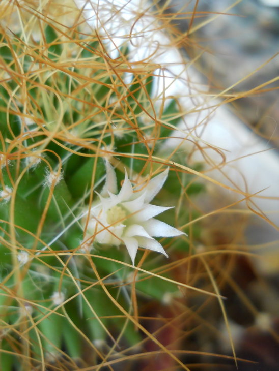 Dolichothele camptotricha?