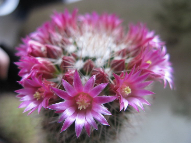 M.backebergiana