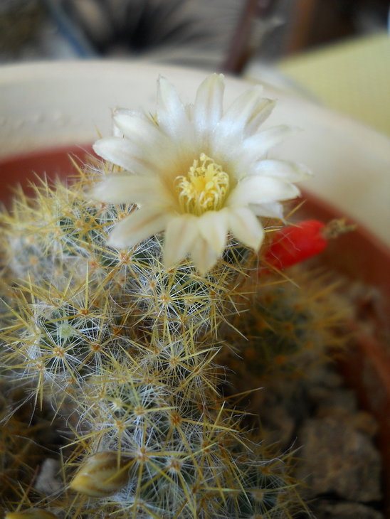 m.prolifera