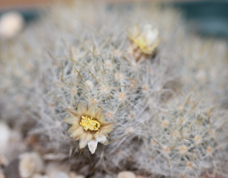 Mammillaria prolifera haitiensis