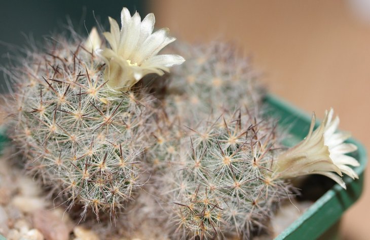 Mammillaria prolifera texana