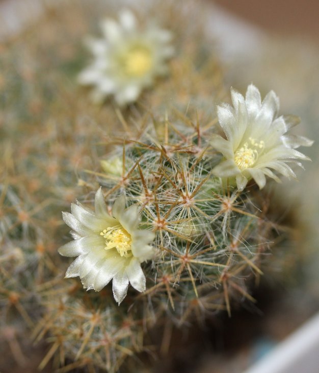 Mammillaria prolifera mexicana