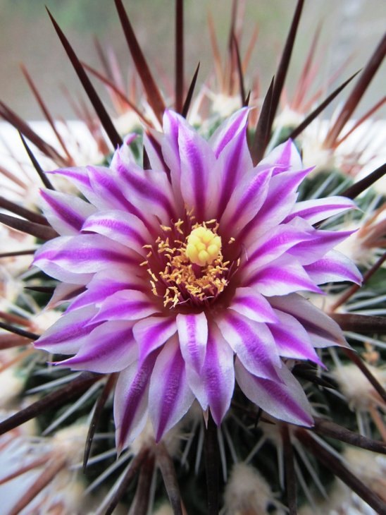 Echinofossulocactus erectocentrus