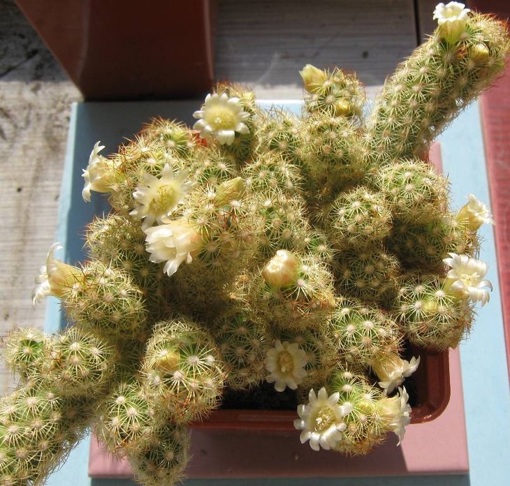 Mammillaria  elongata
