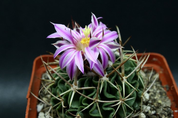 Echinofossulocactus sp.13.JPG