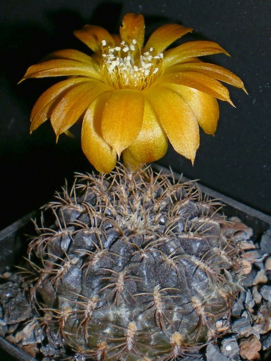Sulcorebutia candia.jpg