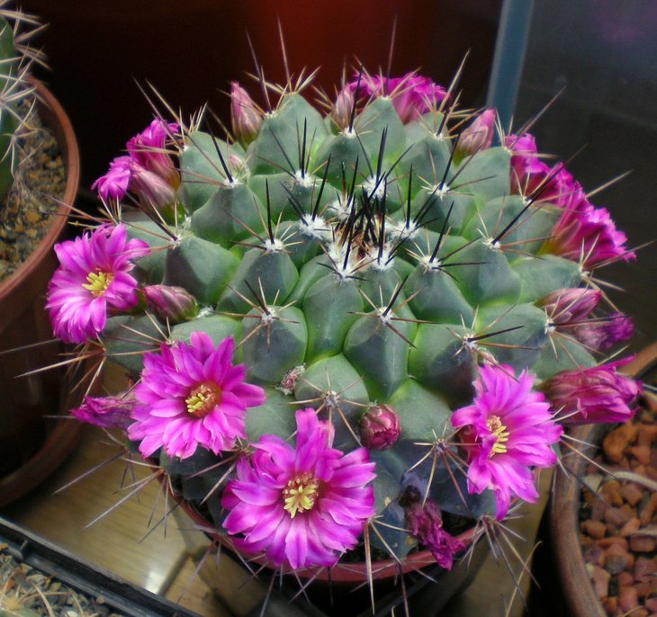 Weingartia trollii .jpg