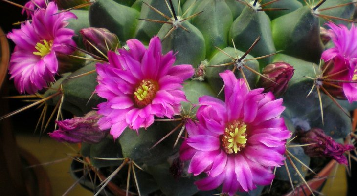 Weingartia trollii -2 .jpg