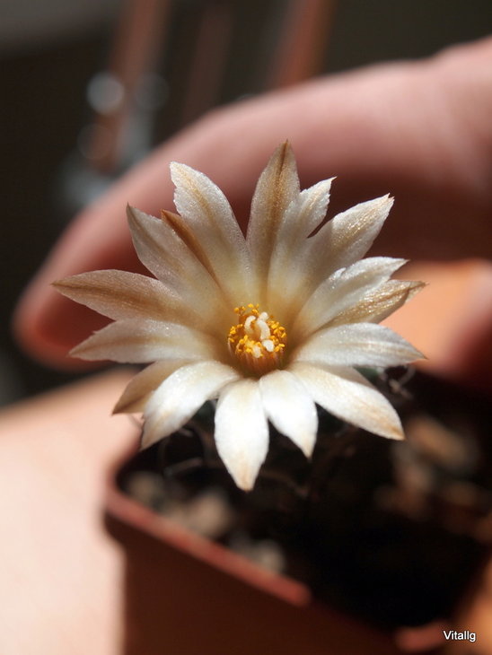 Turbinicarpus  klinker  v. elchuisache