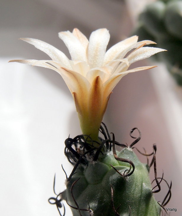 Turbinicarpus  klinker  v. elchuisache
