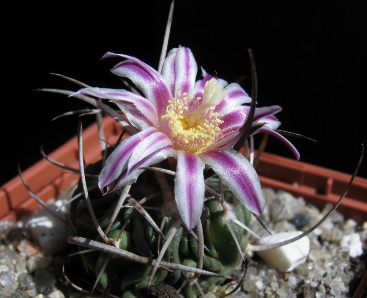 Stenocactus sp. aff. lloydii