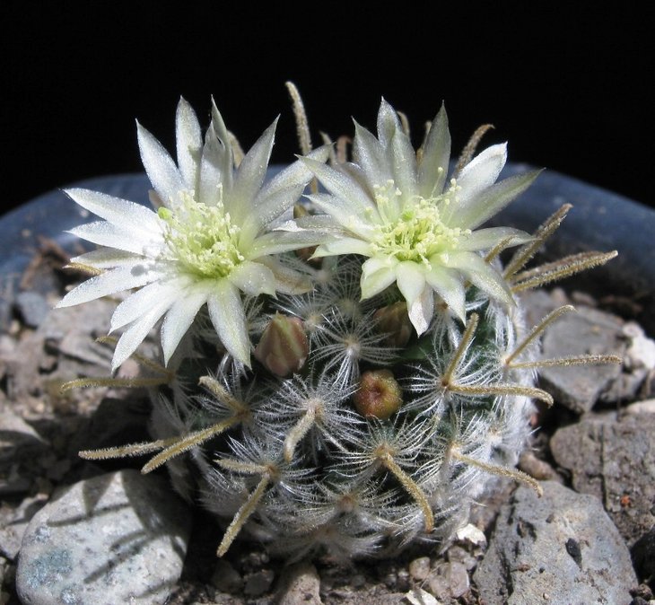 Mammillaria duwei