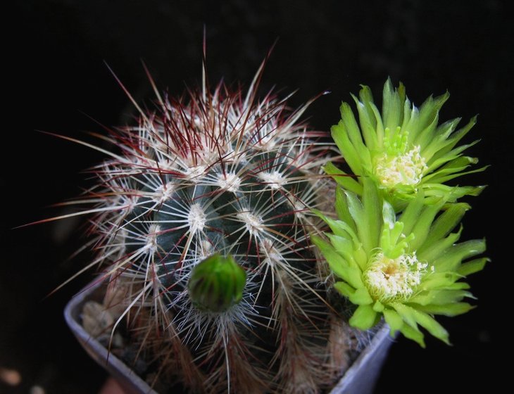 Echinocereus chloranthus