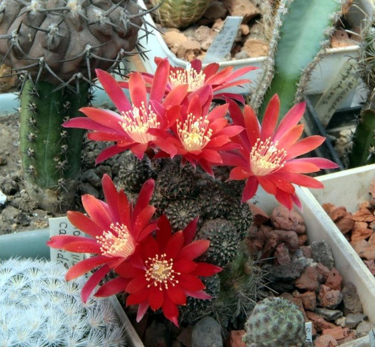 Aylostera heliosa v.cajasеnsis_4y_5.13 (1).jpg