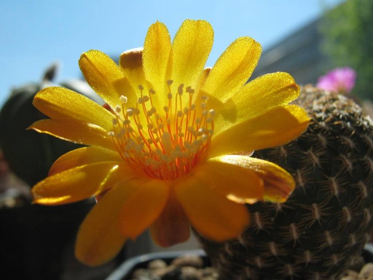 IMG_8384-Sulcorebutia   arenacea.jpg