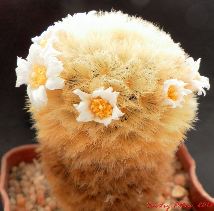 M. carmenae   растению 22 года :))