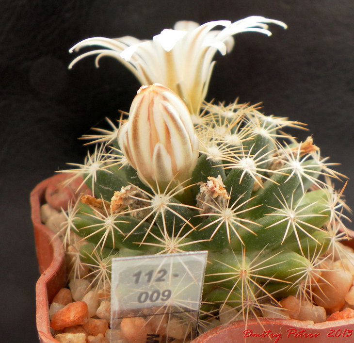 M. coahuilensis