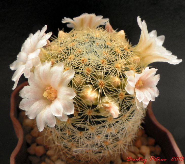M. giselae