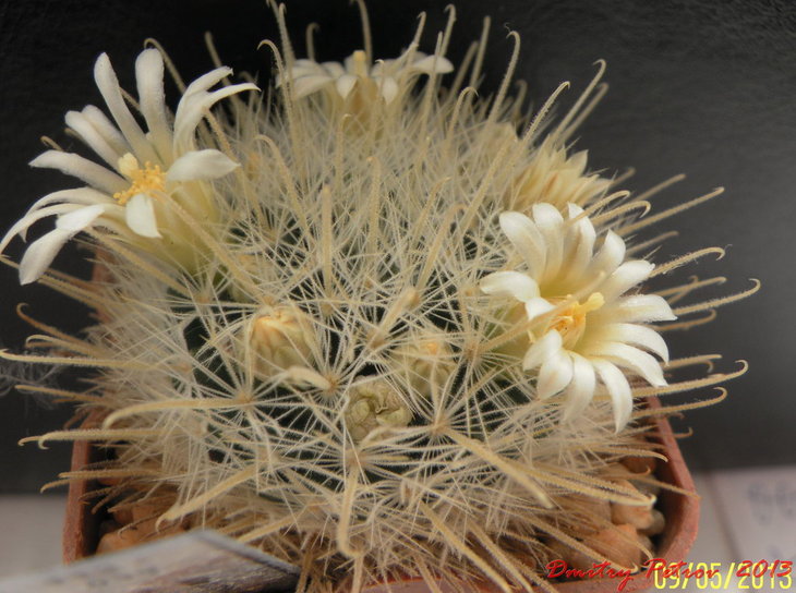 M. penispinosa v.nasasensis
