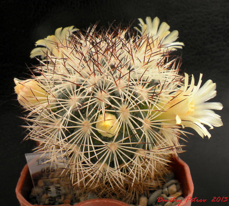 M. buxbaumeriana ML142