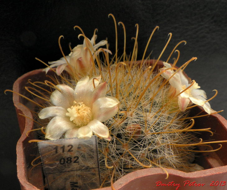 Mammillaria aurihamata