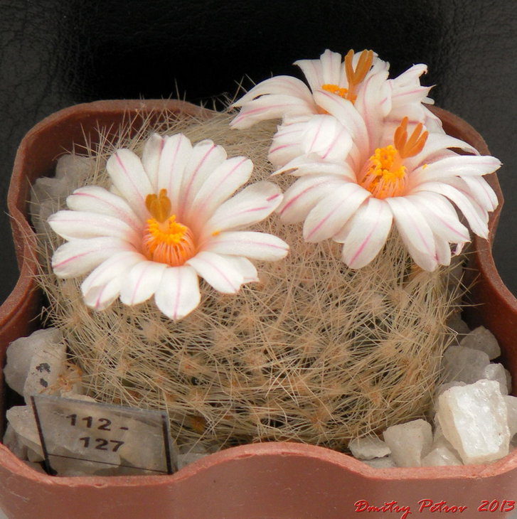 Mammillaria  lenta