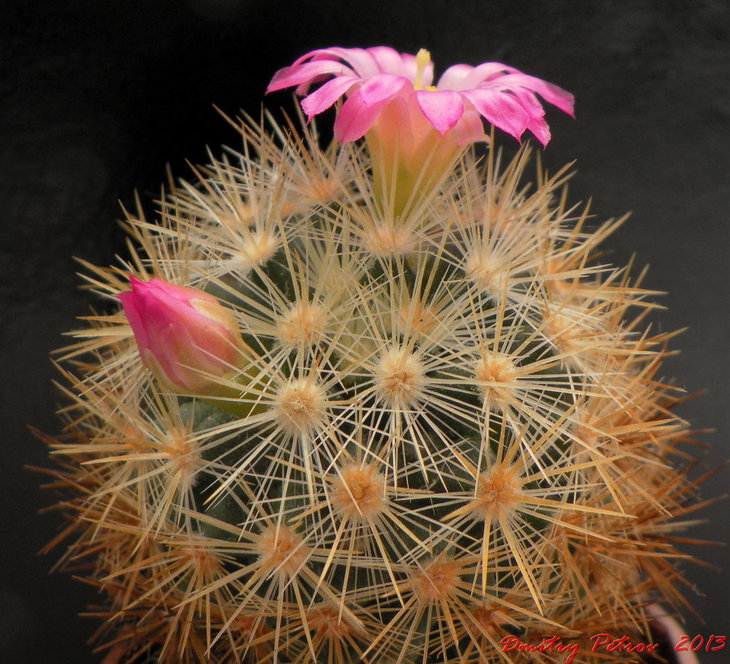 Mammillaria  laui  subducta