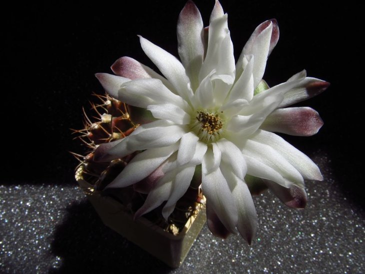 Gymnocalycium anisitsii