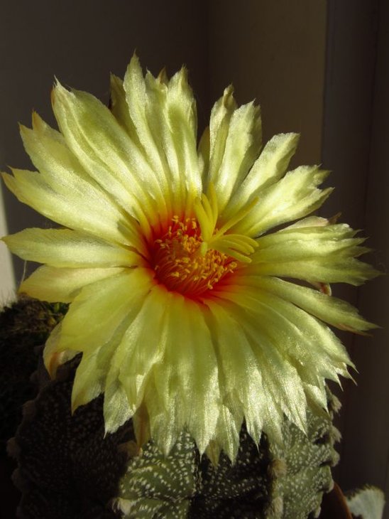 Astrophytum CAPAS