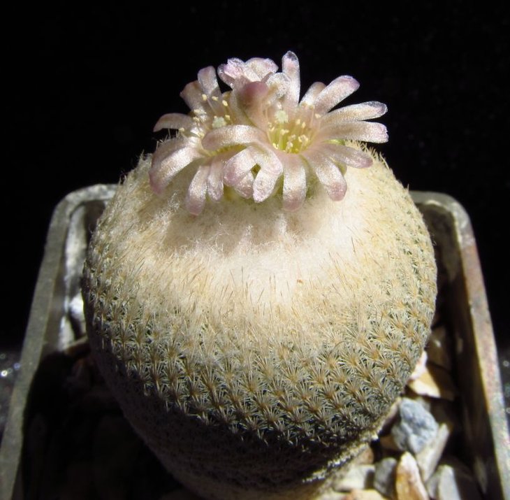 Epithelantha bokei