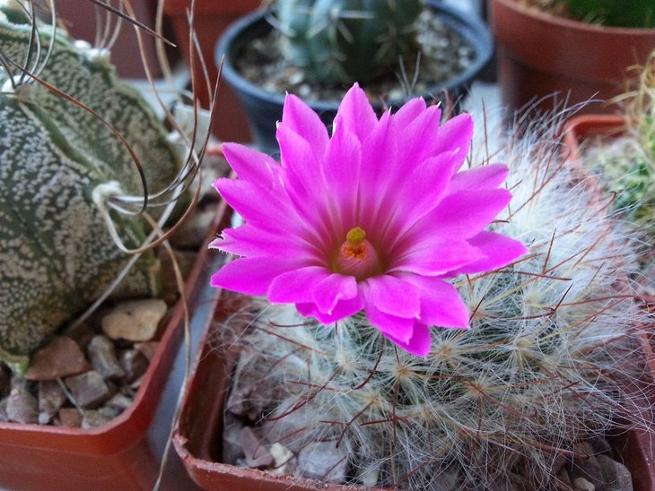Mammillaria guelzowiana