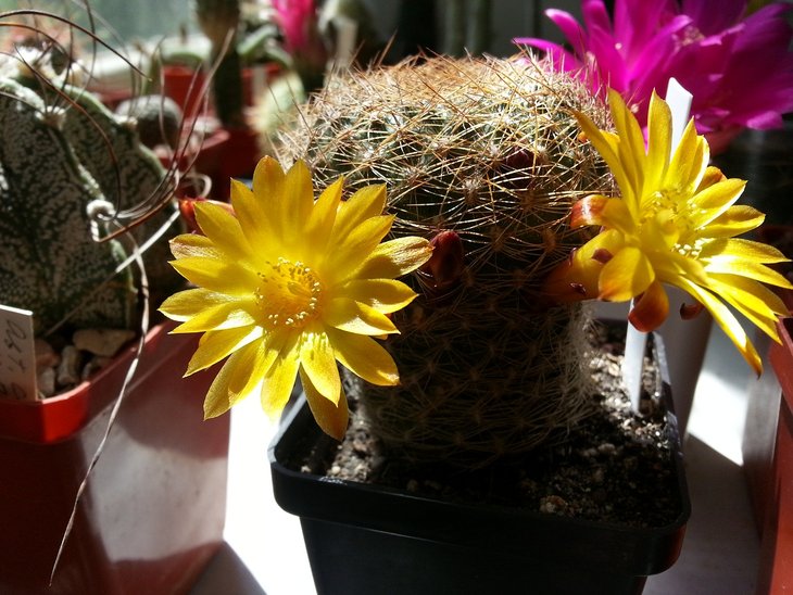 Sulcorebutia menesesii