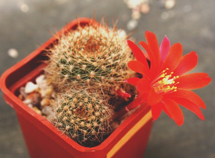 rebutia senilis iseliniana.JPG