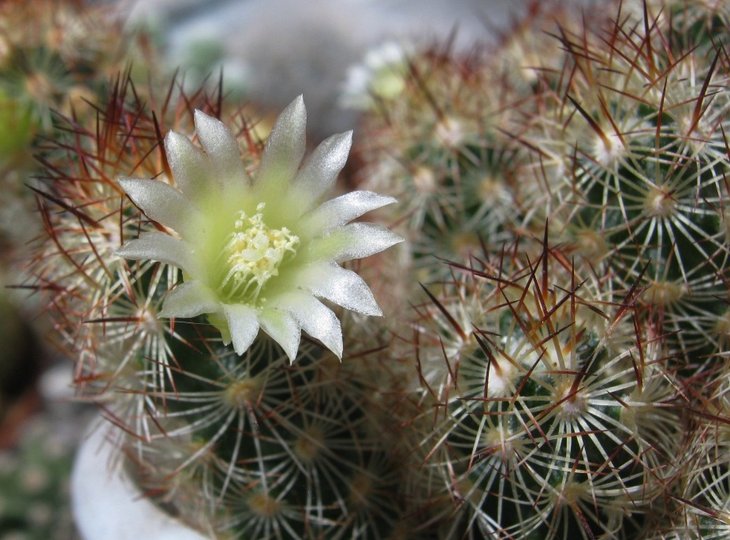 Mammillaria elongata