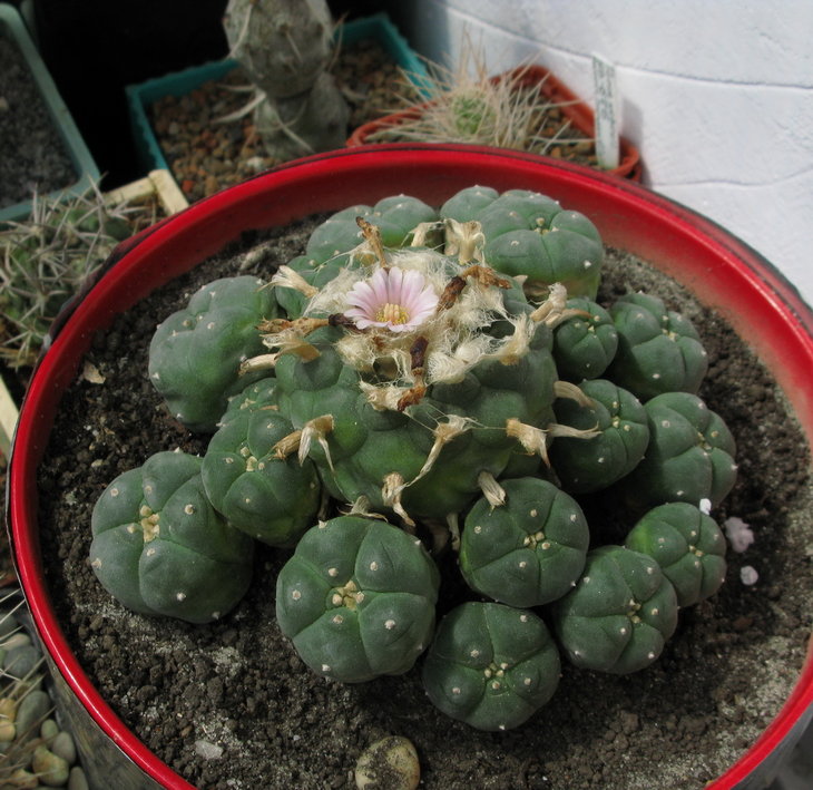 L. williamsii более 50 лет.