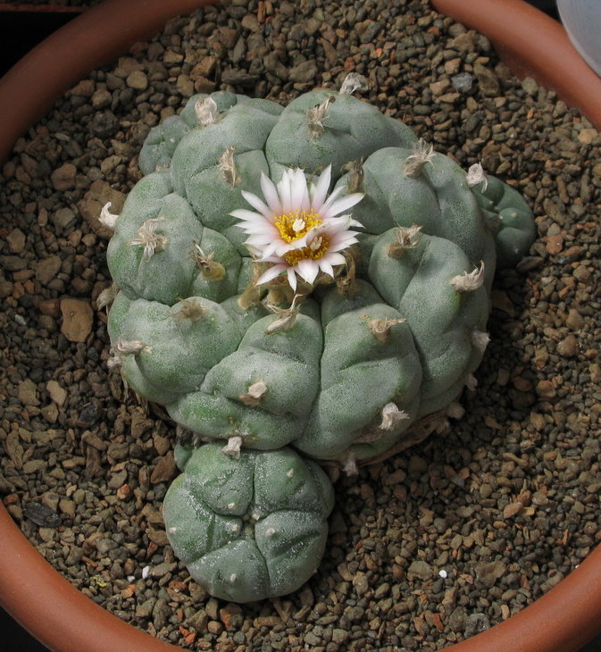 L.williamsii  &quot;Дикарь&quot;, репа - просто заглядение, держу жёстко.