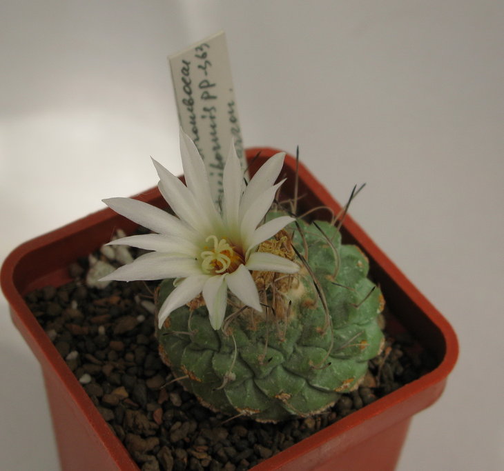 Strombocactus disciformis PP - 363 Vizarron, Queretaro, Mexico