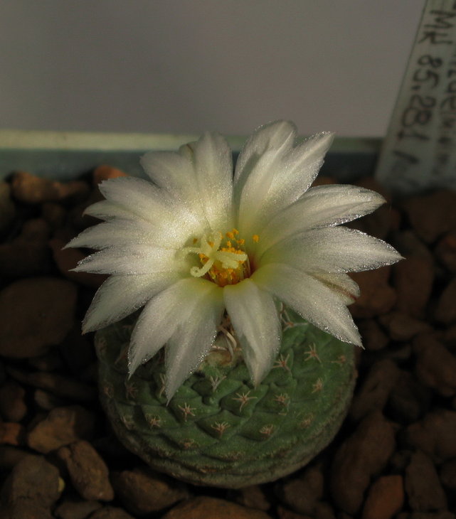 Strombocactus jarmilae (minimus) MK 85.281